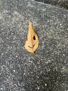 グーチョキパン