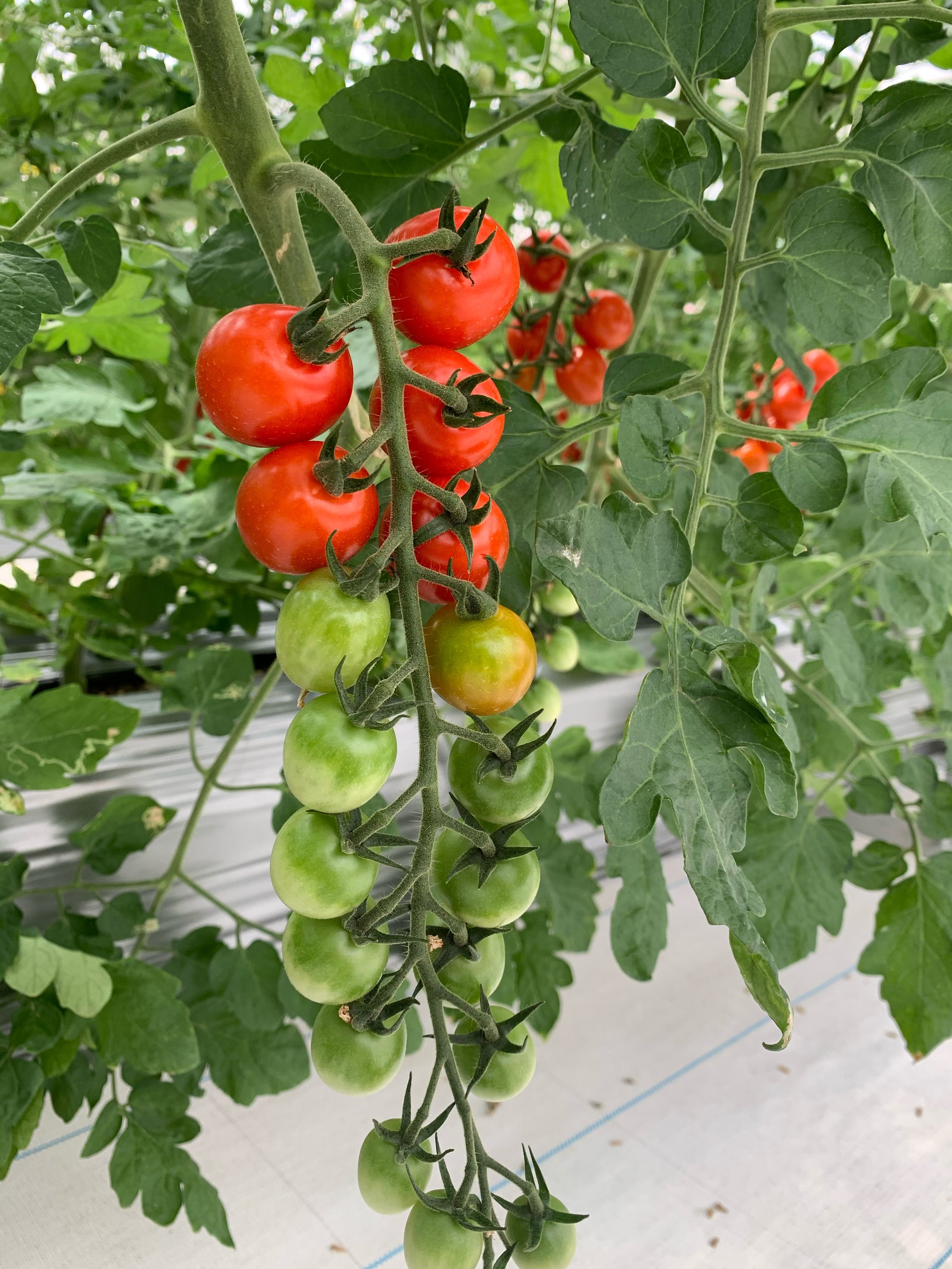 プッチトマト★ ZM1.8】【食べ比べ】皮が薄くジューシーなゼッピン娘 × 映えるカラフル