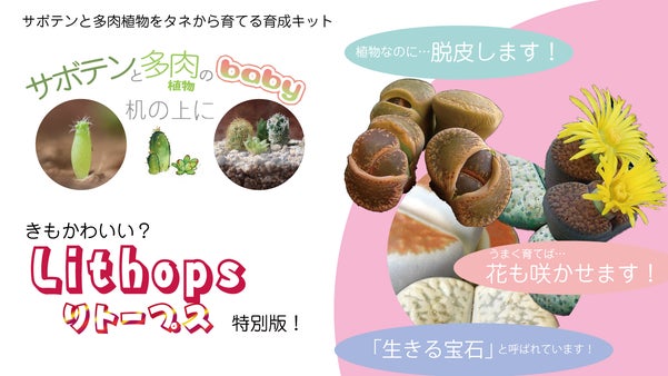 「キモカワイイ生きた宝石！」サボテンと多肉植物をタネから育てる「リトープス」SP