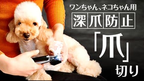 ワンちゃん、ネコちゃんの爪切りの悩みを瞬時に解決。誰でも簡単・安全に爪が切れる！