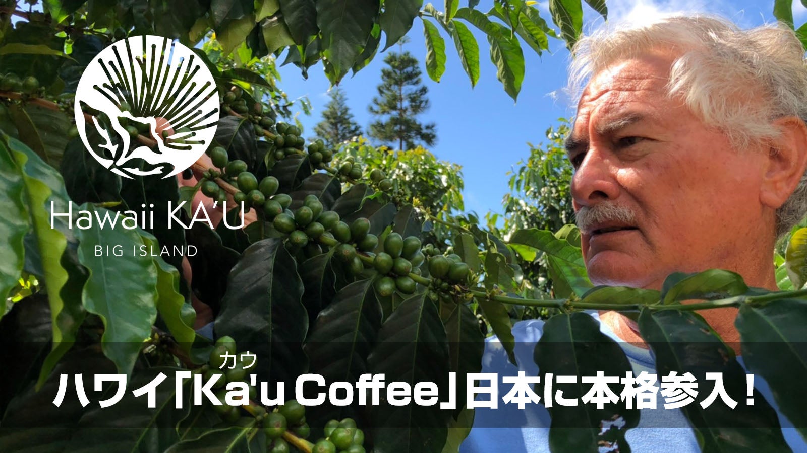 ぴーすけKauka Wilder/ Hawaiian ぴーすけ様専用Kauka Wilder/Royal Hawaiian