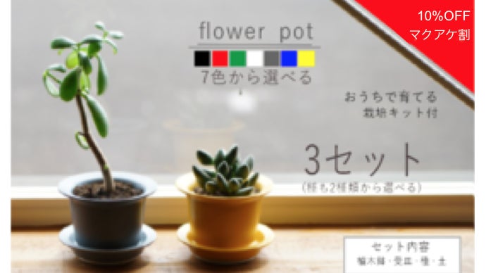 おうち時間で育てて楽しむ「波佐見焼の植木鉢＆栽培キット」｜マクアケ