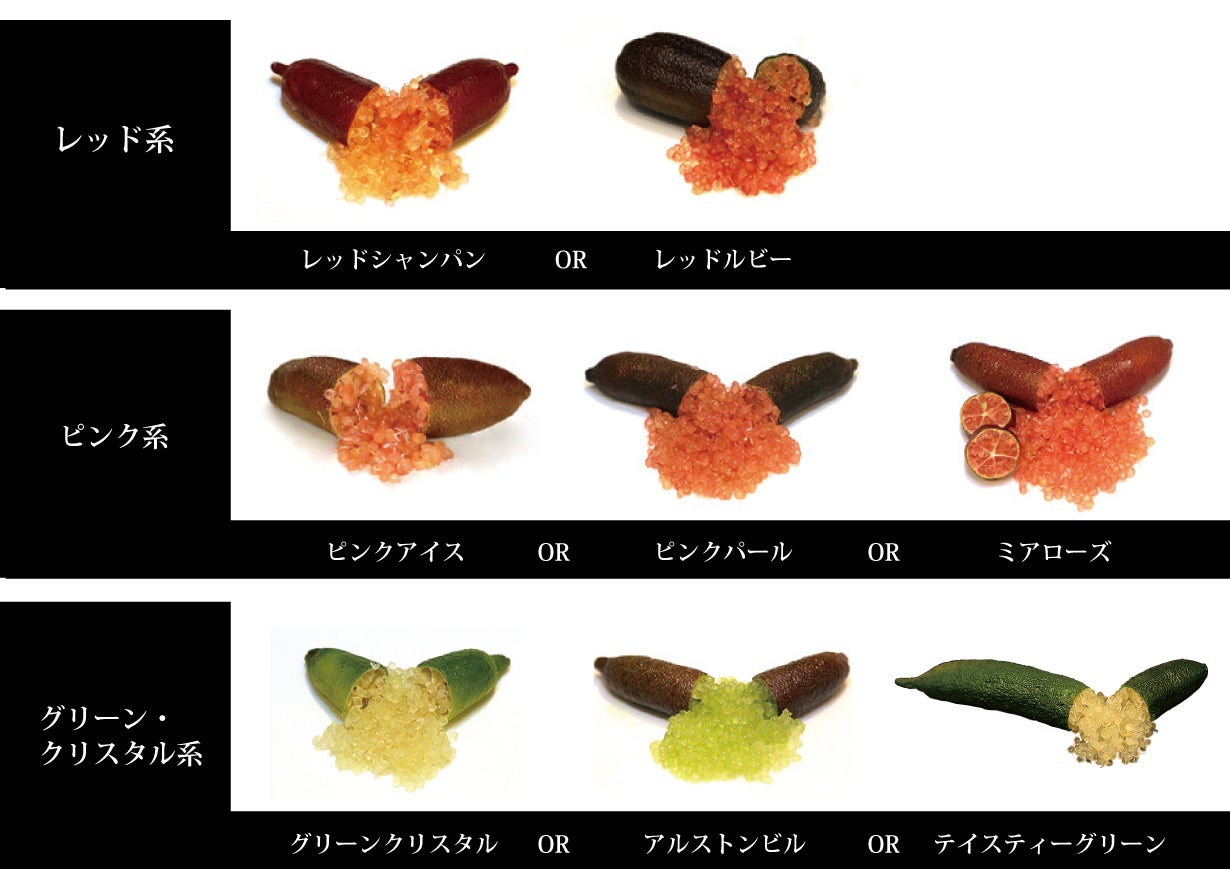 森のキャビア 希少な国産フィンガーライム 青果 ＆ 家庭菜園でも
