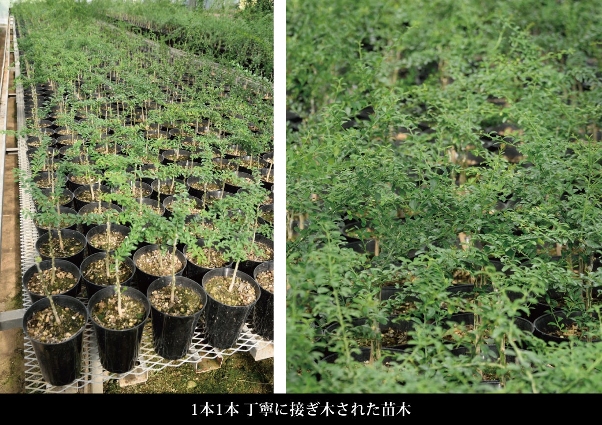 森のキャビア 希少な国産フィンガーライム 青果 ＆ 家庭菜園でも