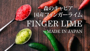 森のキャビア　希少な国産フィンガーライム 青果 ＆ 家庭菜園でも楽しめる接ぎ木苗