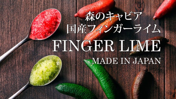 森のキャビア　希少な国産フィンガーライム 青果 ＆ 家庭菜園でも楽しめる接ぎ木苗