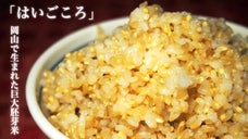 岡山から全国へ！栄養満点の巨大胚芽米「はいごころ」を広めたい！