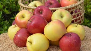 葉とらず・樹上完熟のもひかん林檎をお届けしたい