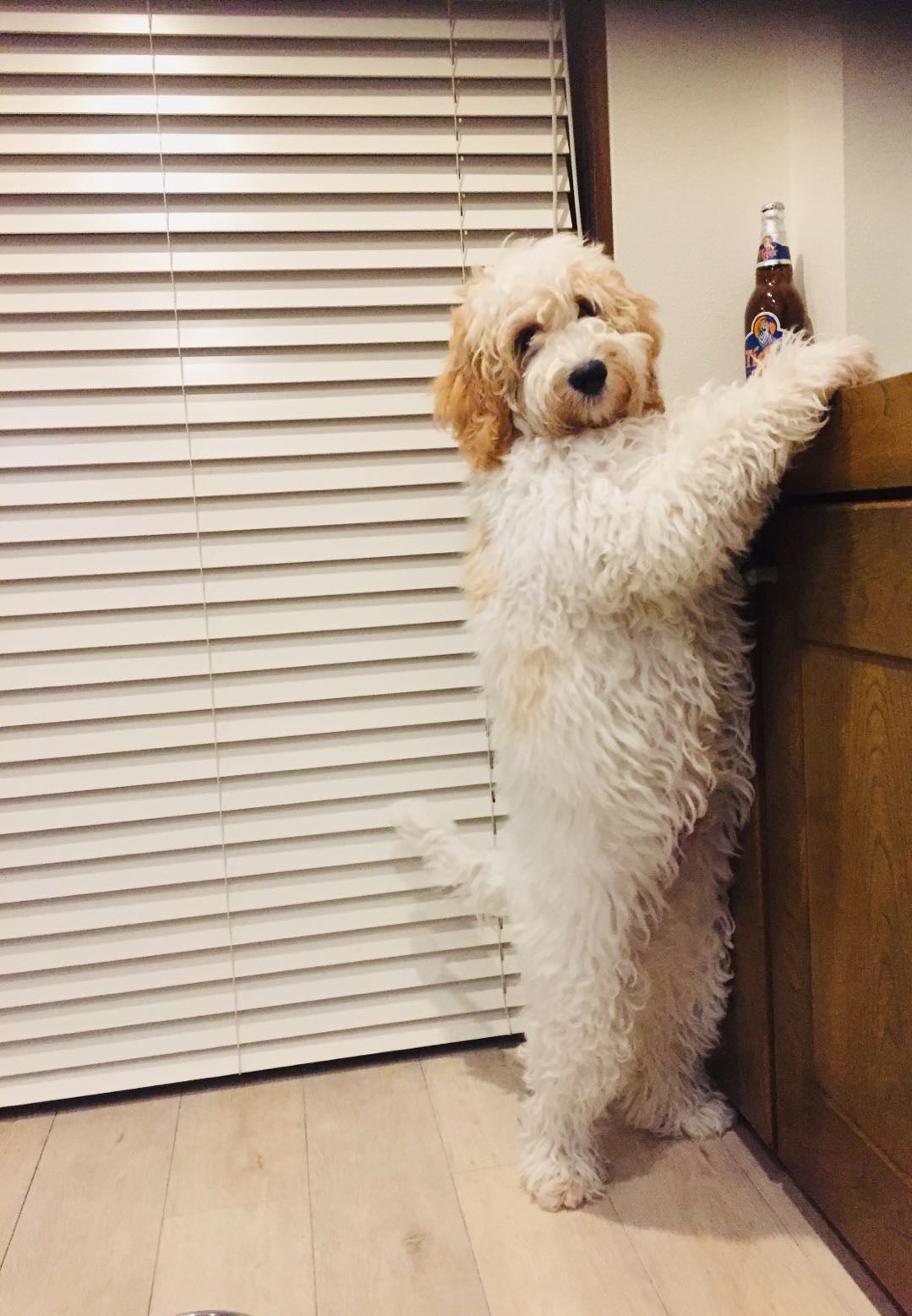 天然シルクをたっぷり使った“わんちゃん用 シャンプー