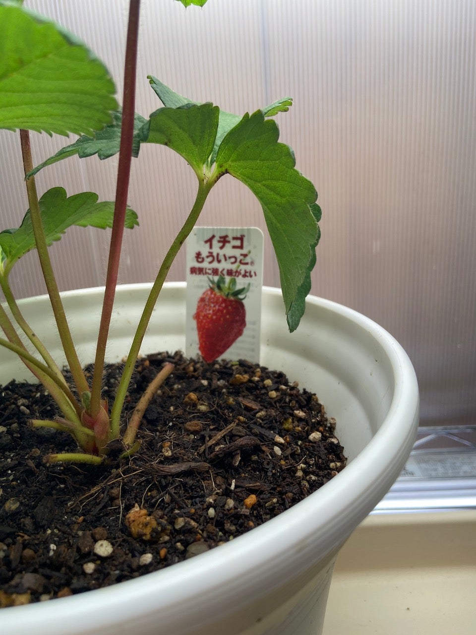 Makuake｜LED電照栽培照明メーカーが、趣味で開発した照明で、室内菜園