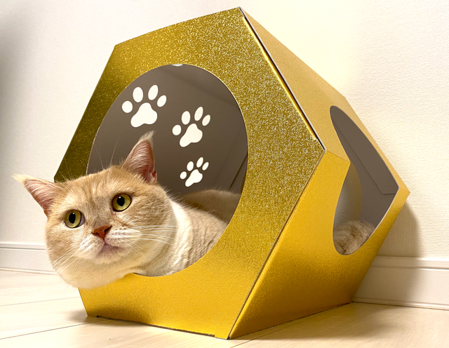 ねこつつ】長年の紙加工技術を活かした猫ちゃんが安らげる空間