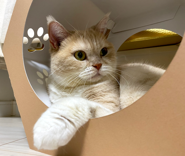 ねこつつ】長年の紙加工技術を活かした猫ちゃんが安らげる空間