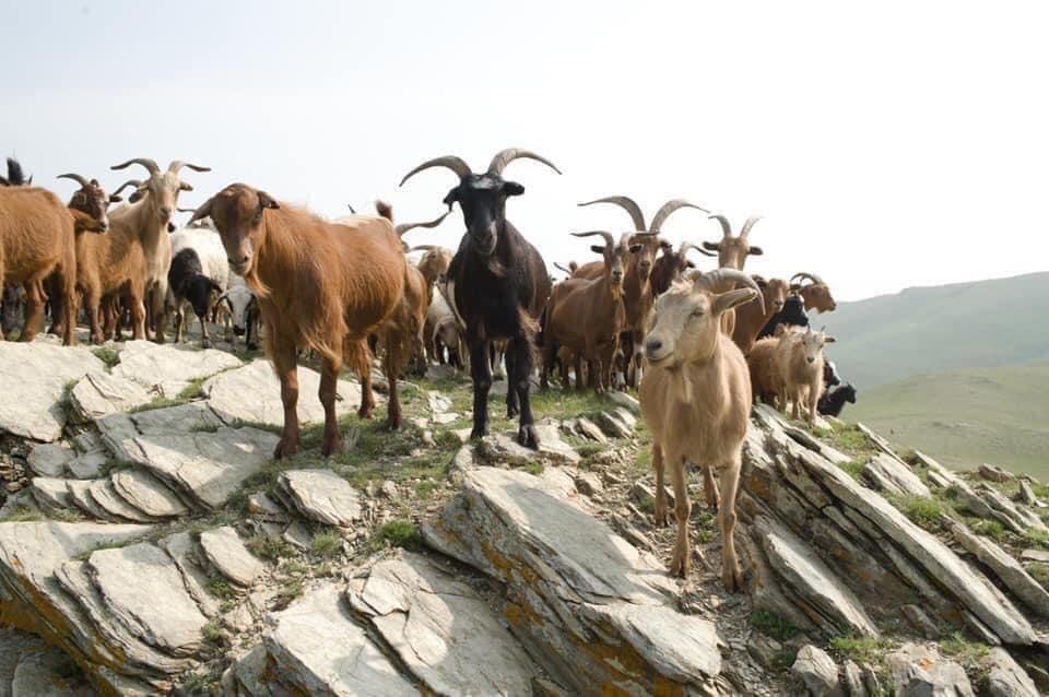 遊牧民の国から、ふんわり至福の肌触り。モンゴルカシミアストールをお