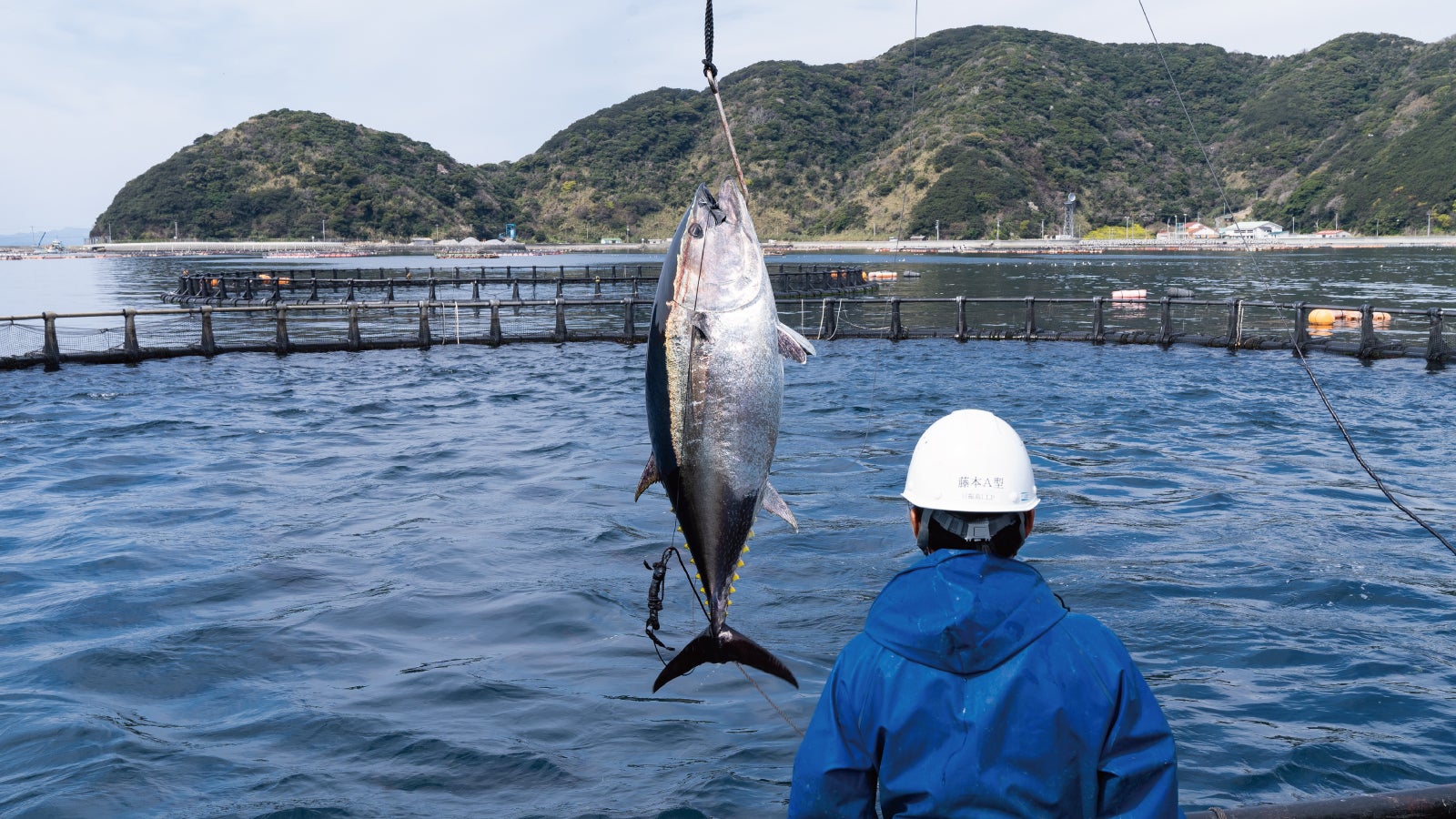 愛媛県産「だてまぐろ」を水揚げから一度も冷凍していない“生”のままお
