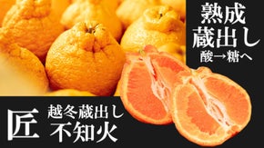 高橋果樹園が栽培する『越冬蔵出し不知火』と柑橘類を全国の皆さんに知ってもらいたい