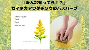 みんな知ってる？セイタカアワダチソウのバスハーブで癒しのお風呂タイムを