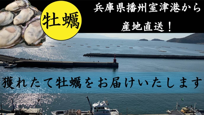 兵庫県室津港から産地直送！！美味しい牡蠣を獲ったその日にお届け！