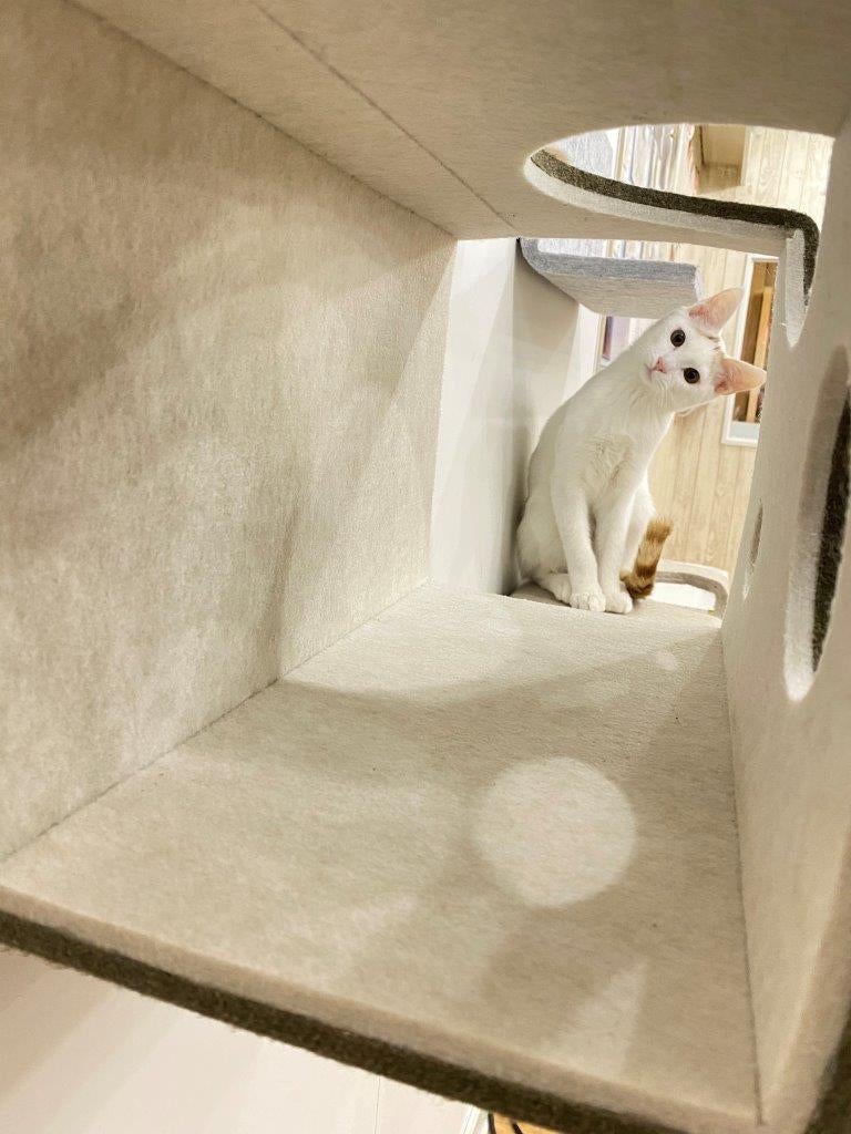 性格や年齢に合わせ着脱自由！LIXILのキャットウォール「猫壁（にゃん