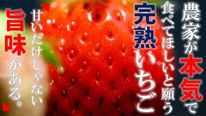 赤い＝完熟」の常識が覆る！農家だけが知る「本物の完熟いちご」を岐阜