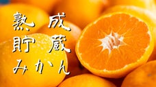 佐賀大和の貯蔵みかんを大学発のプラズマ鮮度保持技術で腐敗から守るプロジェクト