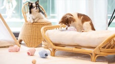 高齢ペットにも優しい嗅覚遊びで考える運動ノーズワークボールCOCONI BALL