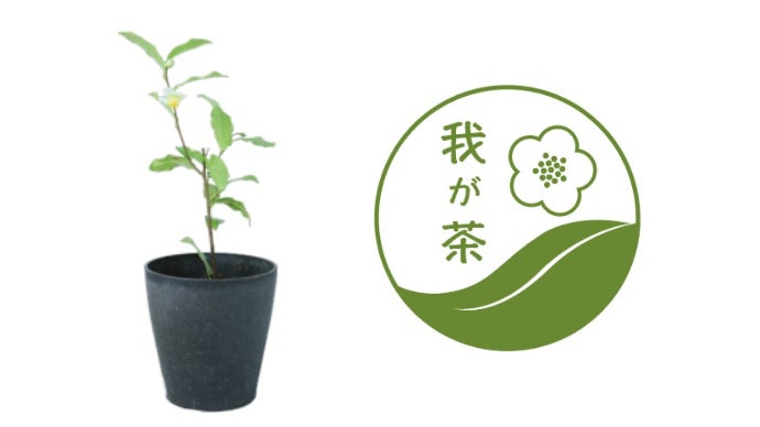 お茶で世界を救う！茶葉で作った鉢に茶ノ木を添えてお届け。生分解