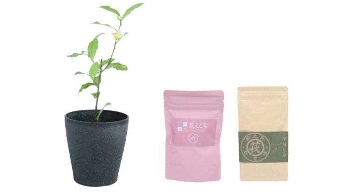 お茶で世界を救う！茶葉で作った鉢に茶ノ木を添えてお届け。生分解