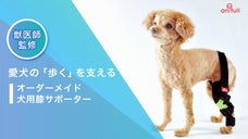 【獣医師監修】愛犬の『歩く』を支える オーダーメイド膝サポーター