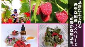 希少な国産ラズベリーの有効性を広め、『活きた土壌』で栽培している農業を継続したい
