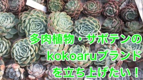 多肉植物やサボテンのkokoaruブランド(kokoaru)立ち上げたい