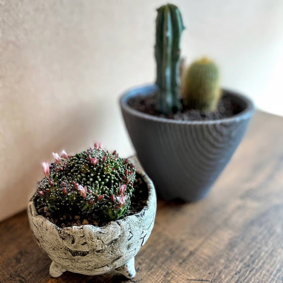 Makuake｜植物と共に生きる。うつわが活きる。「多肉植物 と 武雄焼