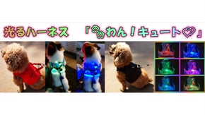 ワンちゃんの光るハーネス　『わん！キュート』夜の散歩で注目の的に！！！