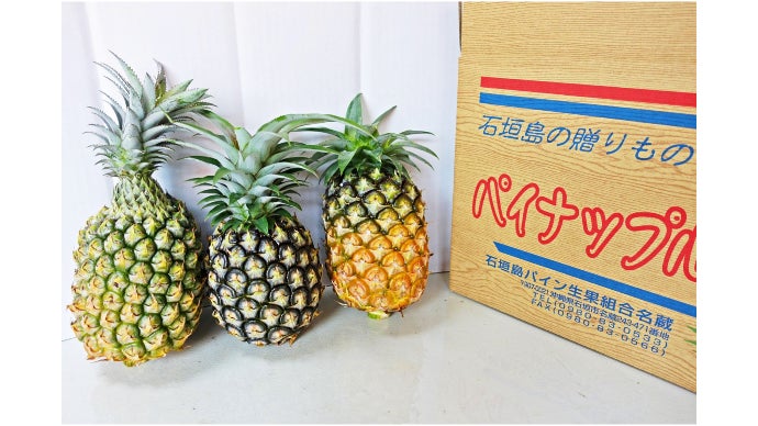 石垣の夏を一足先に！】果汁の甘さほとばしる”幻”のパイナップルを御