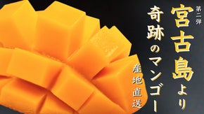 産地直送！沖縄県宮古島産「奇跡のマンゴー」をお届け。売上一部を観光協会へ。第2弾