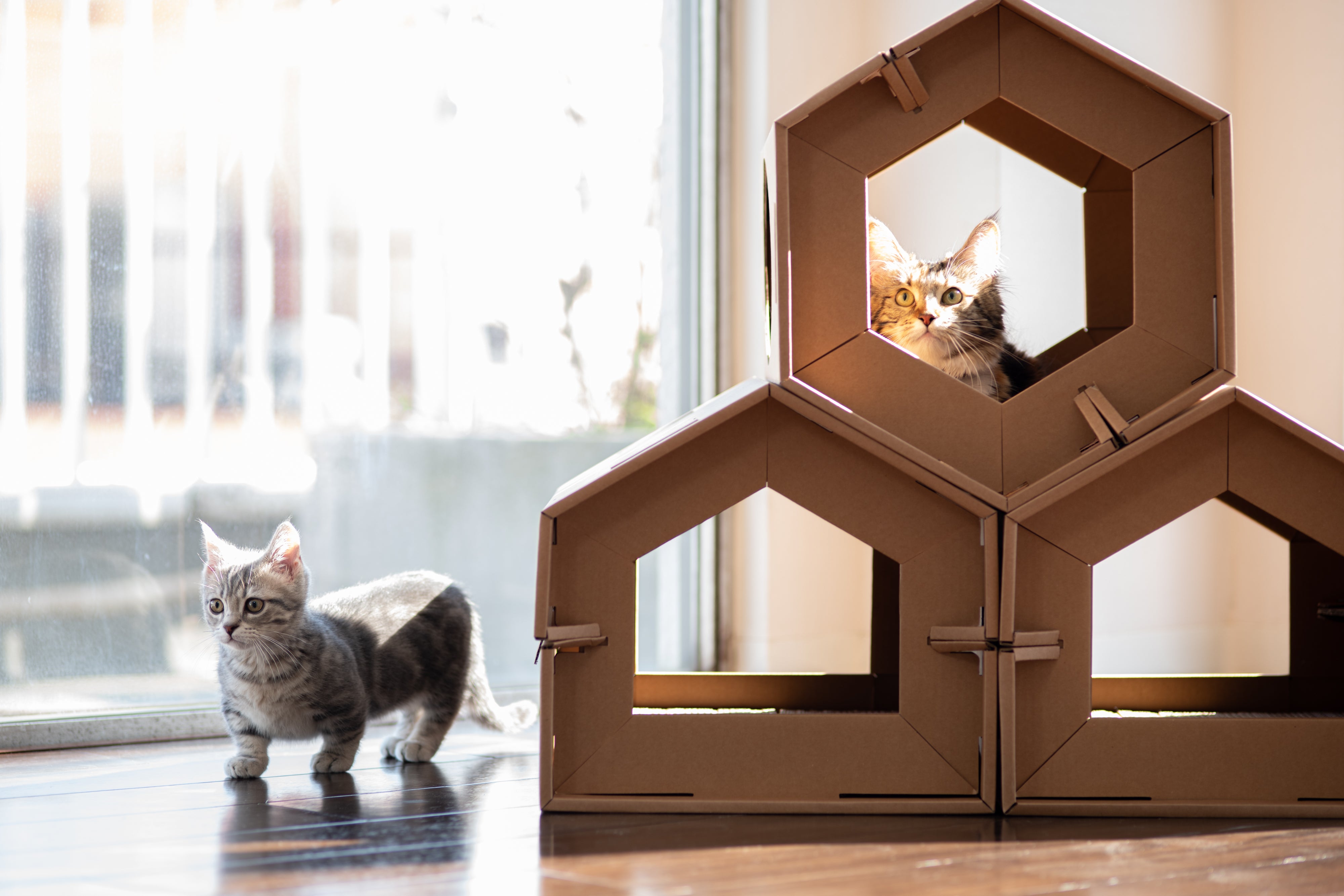 多機能 猫ハウス 爪とぎ 部屋になじむ木目模様（おしゃれな猫用