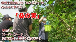 信州の美味しいマルベリー「桑の実」NPOのみんなで大切に育てたスーパーフード！