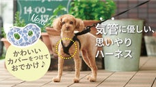 愛犬の「ゴホゴホ」が気になる飼い主さまへ。気管に優しいハーネスでお散歩を楽しもう