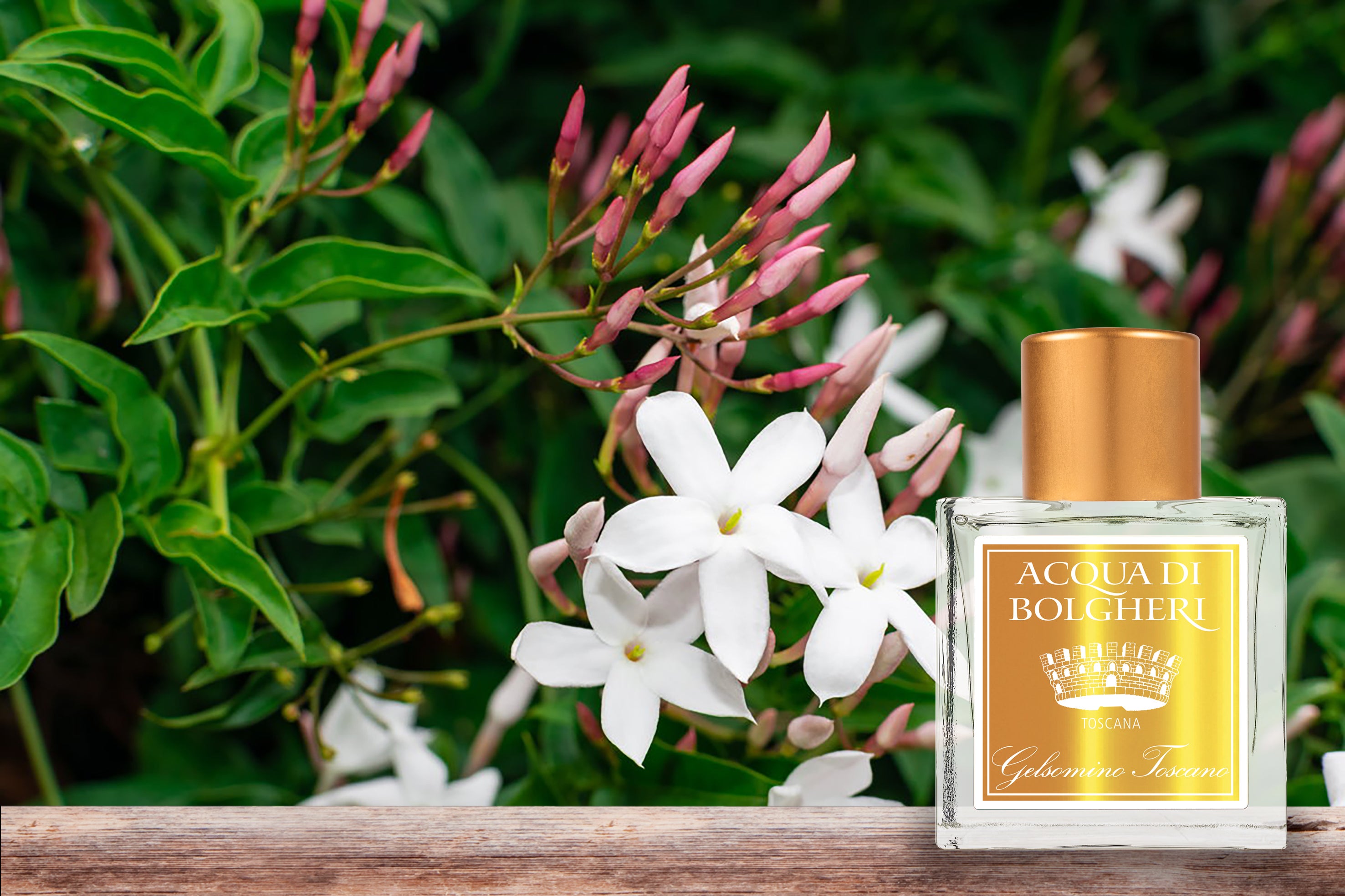 ドクタータッフィ新作をイタリアよりも一足先に、〜トスカーナの春夏の