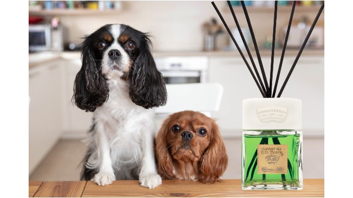 ドクタータッフィ新作をイタリアよりも一足先に、〜トスカーナの春夏の