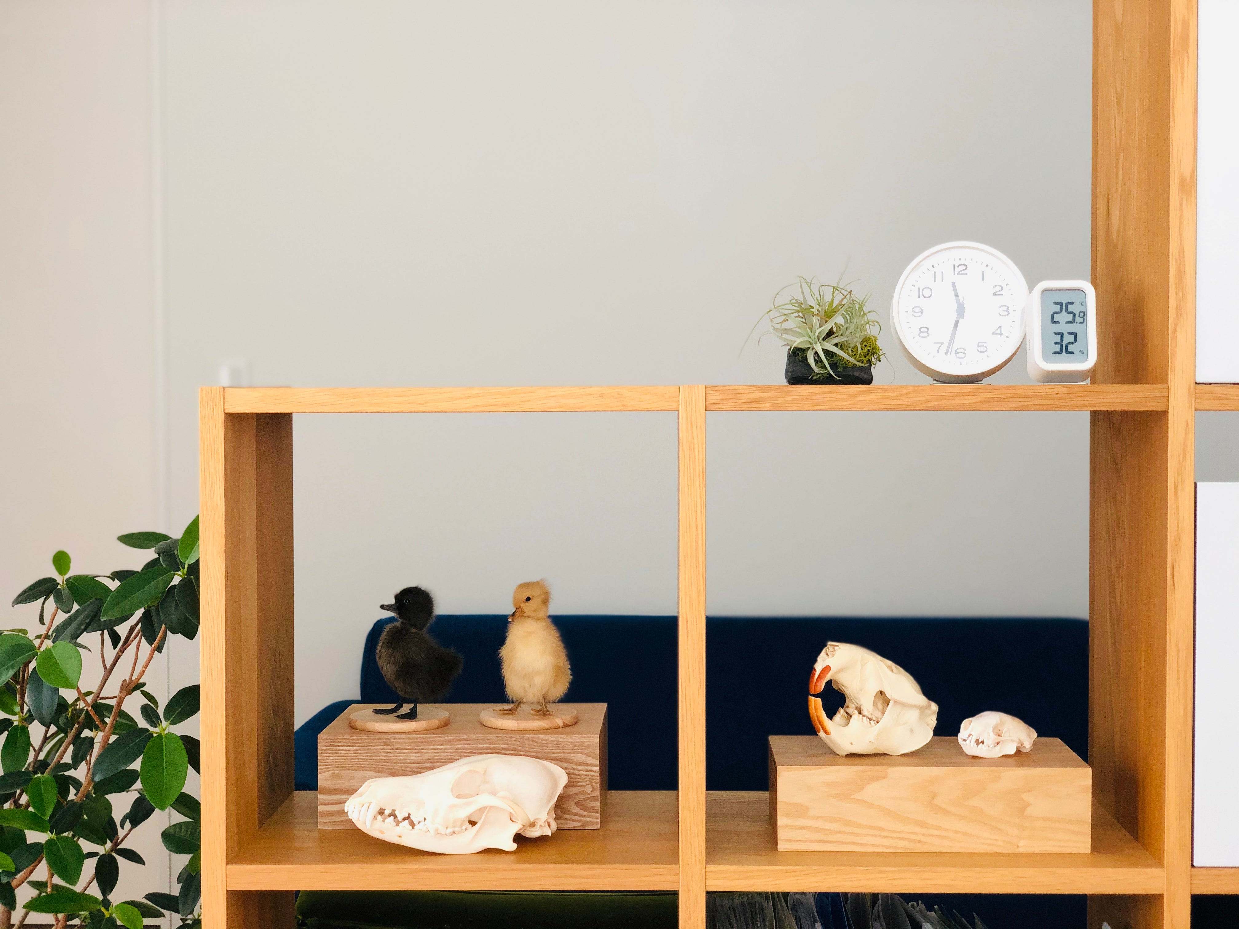 自宅を博物館に！？ホンモノの標本で生命の神秘に触れてほしい