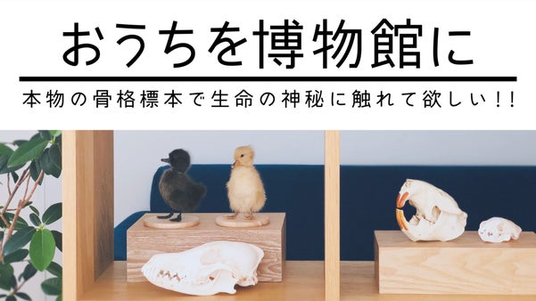 自宅を博物館に！？ホンモノの標本で生命の神秘に触れてほしい