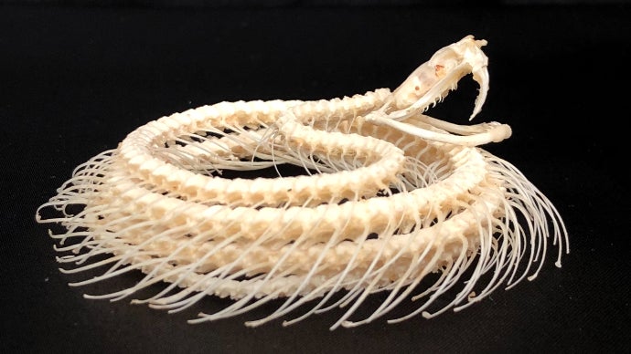 自宅を博物館に！？ホンモノの標本で生命の神秘に触れてほしい