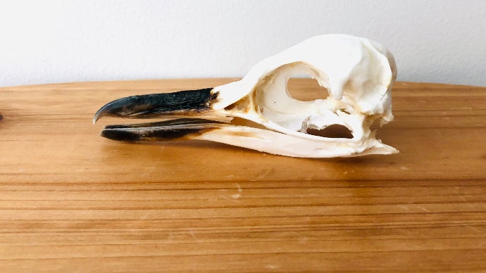 自宅を博物館に！？ホンモノの標本で生命の神秘に触れてほしい