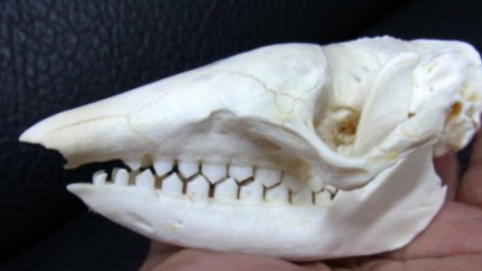 自宅を博物館に！？ホンモノの標本で生命の神秘に触れてほしい