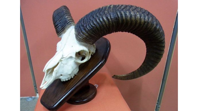 貴重】山羊頭骨 黒角 【公式通販】