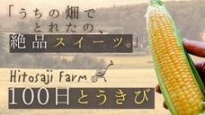 北海道・美瑛町で育った常識はずれのとうもろこし「ひとさじ農場の100日とうきび」