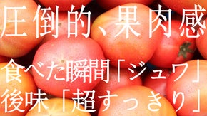 【まるでフルーツ】やみつきジュワっと食感！食べた瞬間旨味が溢れる「神トマト」