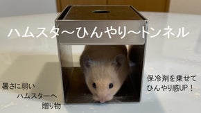 ハムスタ～ひんやり～トンネル