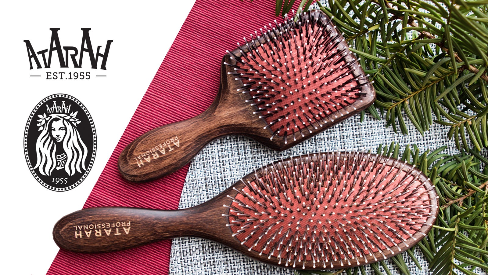 6ポットセット　ブラヘア　アルマータ ブラヘア アルマータ 6ポットセット ブラヘアアルマータ 6号ポットつき