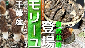 やみつき、絶賛な高級食材！人工栽培にハードルが高いモリーユを千葉の新名物に！
